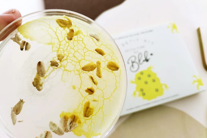 Slime Mould Kit – Sleeping Blob, Petri Dish and Agar - View 2