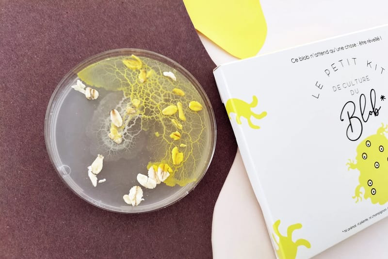 Slime Mould Kit – Sleeping Blob, Petri Dish and Agar - View 7