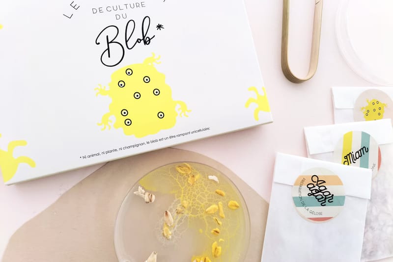 Slime Mould Kit – Sleeping Blob, Petri Dish and Agar - View 9
